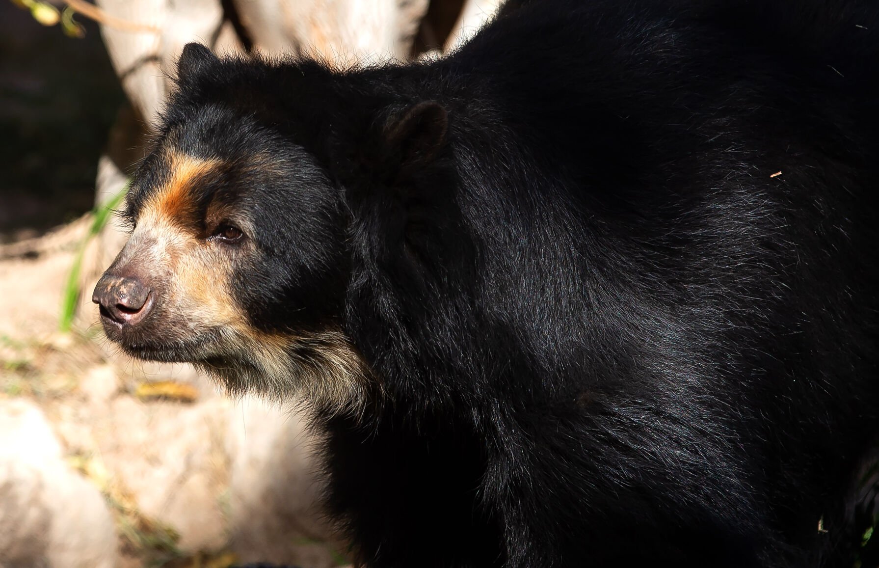 Andean Bear Joaquin